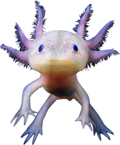 Axolotl Shirt: Limited Edition Mousepad