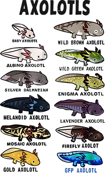 Axolotl Types Names List Women's T-Shirt
