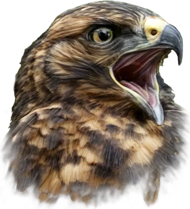 Screaming Hawk Wildlife Women's Tank Top