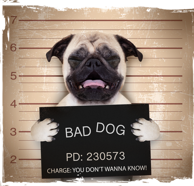 Bad Dog Funny Pug Prison Mug Shot Hooded Wearable Blanket
