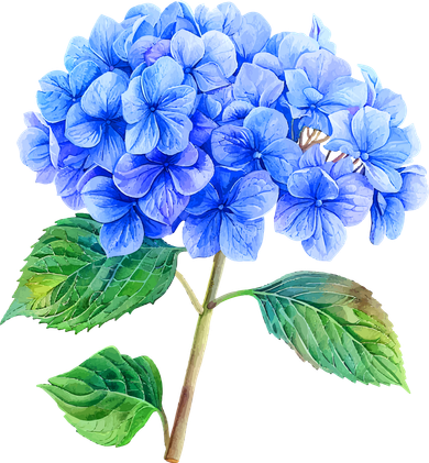 Beautiful Blue Hydrangea Flowers Women's Sweatshirt