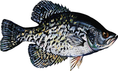 Black Crappie Fish Lucky Crappie Fishing Gift Golf Towel