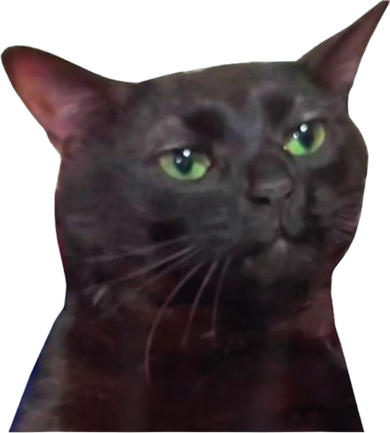 Black Cat Zoning Out Hat