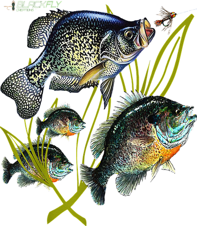 Black Fly Crappie Bluegill Fishing Panfish Flies Jig Toddler Hoodie