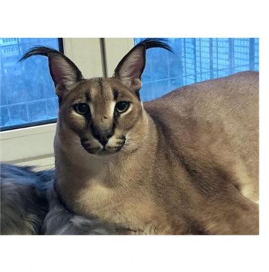 Big Floppa My Beloved Caracal Cat Meme Meaningful Gift Kids Hoodie