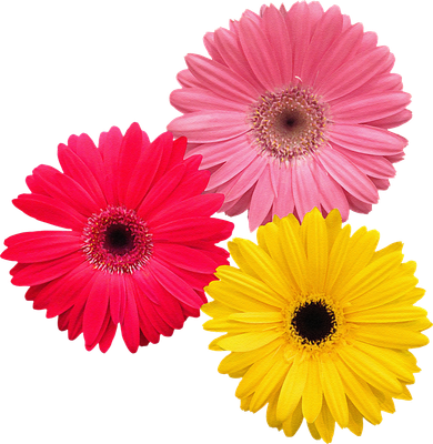 Blooming Gerbera Flower Daisies Gerberas Daisy Flowery Toddler T-Shirt