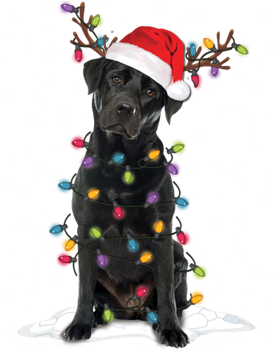 Black Lab Labrador Christmas Tree Light Pajama Dog Xmas Gift Women's Sweatshirt
