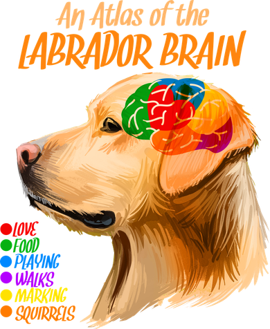 Atlas of The Labrador Retriever Brain Women's Hoodie