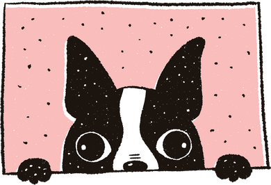 Boston Terrier Peeking Hat