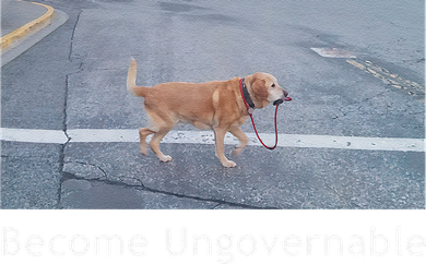 Become Ungovernable Funny Dog Meme Kids T-Shirt