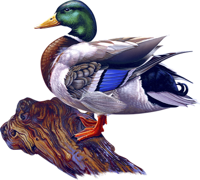 Mallard Green Head Duck Coffee Mug