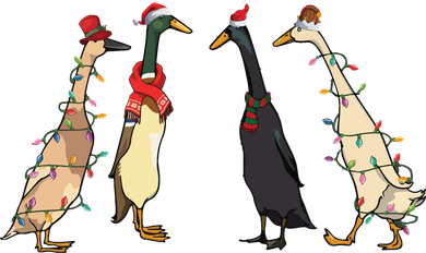 Christmas Ducks Lights Santa Ducks Merry Christmas Button
