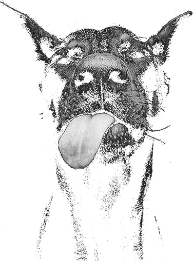 Cool Doberman Sticking Tongue Out In Playful Defiance Women's Hoodie
