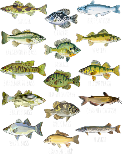 Cool Fish Species Biology Types Of Freshwater Fish Fishing Gift Coaster