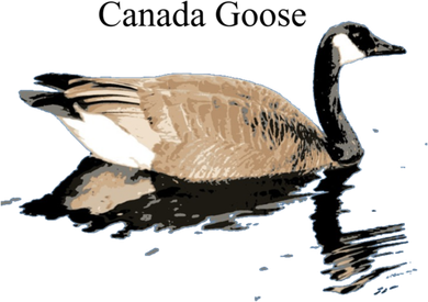 Canada Goose Swimming Gift Waterfowl Lover Mousepad