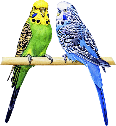 Colorful Parrots Parrot Birds Bird Lover Parakeets Hooded Wearable Blanket
