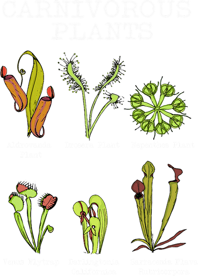Carnivorous Plants Species Saracenia Venus Flytrap Women's Sweatshirt