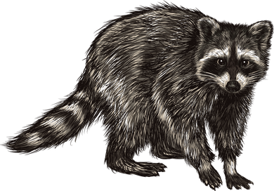 Cute Raccoon Hoodie