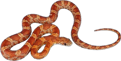 Corn Snake Gift Snake Gift Kids Long Sleeve Shirt