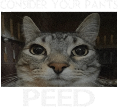 Consider Your Pants Peed Cat Funny Silly Cat Meme Coffee Mug