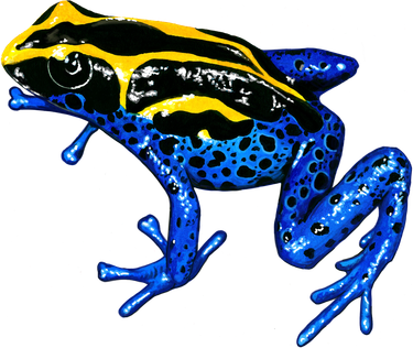 Wildlife - Yellow And Blue Frog Hat