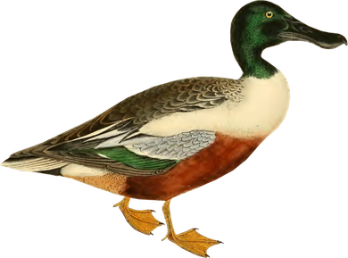 Duck Funny Gift Cute Shoveler Duck Vintage Duck Graphic Gift Women's T-Shirt