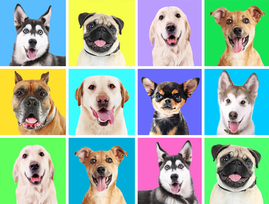 Cute Dogs Portrait Doggie Tank
