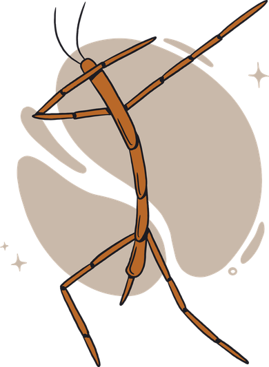 Dabbing Stick Bug Women's T-Shirt