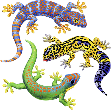 Three Geckos Women's T-Shirt