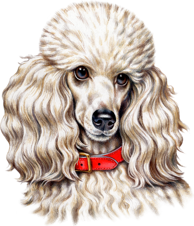 Toy Poodle Women's V-Neck T-Shirt