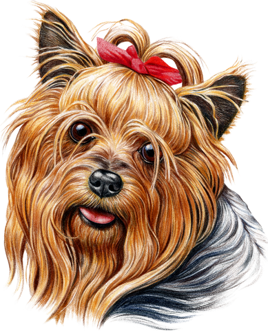 Yorkie Girl Button