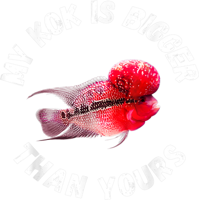 Flowerhorn Cichlid Funny Design Coaster