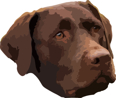 Funny Chocolate Lab Labrador Retriever Dog Head Women's Hoodie