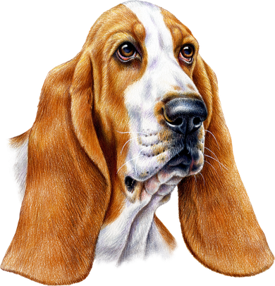 Basset Hound Face Hoodie