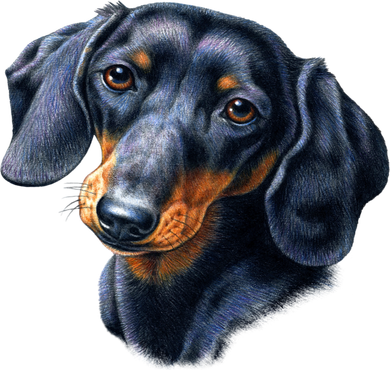 Dachshund Face Doggie Tank