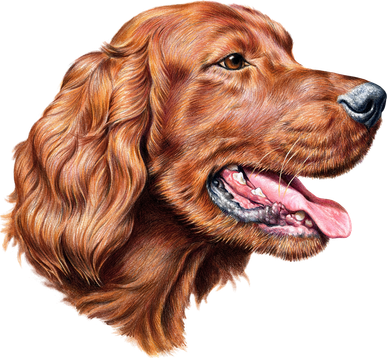 Irish Setter Portrait Baby Bodysuit