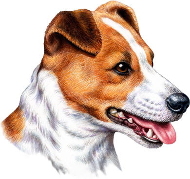 Jack Russell Dog Button
