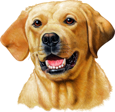 Yellow Lab Doggie Tank