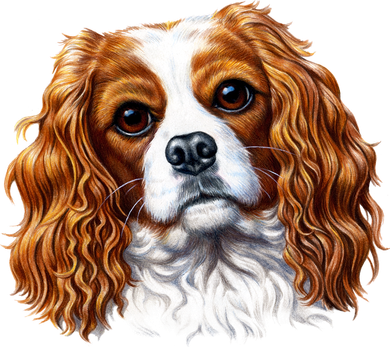 Cavalier King Charles Spaniel Dog Doggie Tank