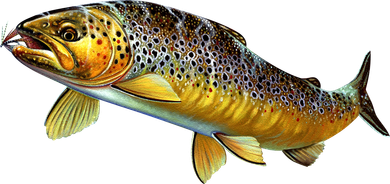 Brown Trout Fish with Fly Tank Top