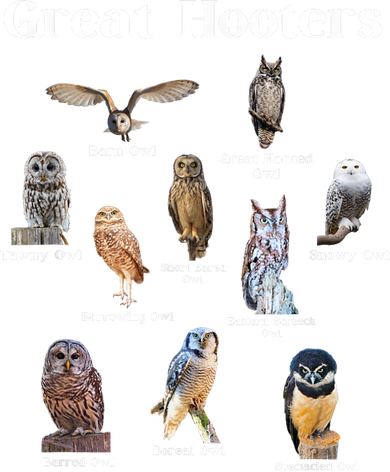 Great Hooter Funny Owl Lover Birding Birdwatcher Dad Joke Toddler Hoodie