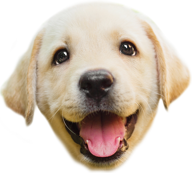 Golden Retriever Pup Face Kids Sweatshirt
