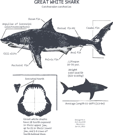 Great White Shark Anatomy Marine Biologist Toddler Hoodie