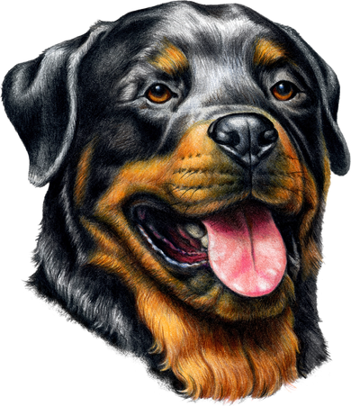 Rottweiler Face Doggie Tank