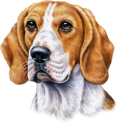 Beagle Face Doggie Tank