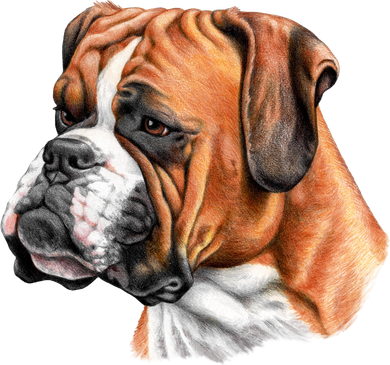 Boxer Face Doggie Tank