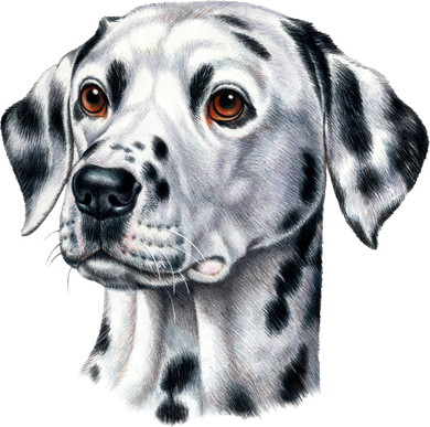Dalmatian Face Doggie Tank