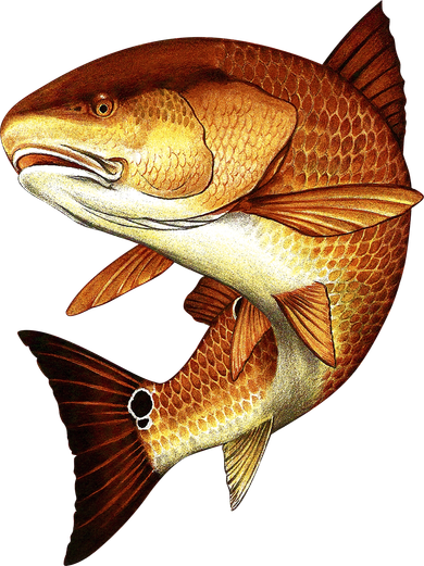 Redfish Swim Tote Bag