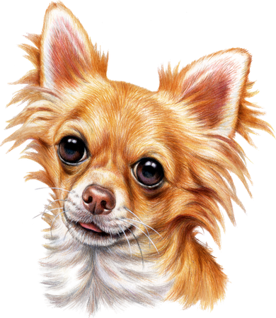 Long Haired Chihuahua Women's Hoodie