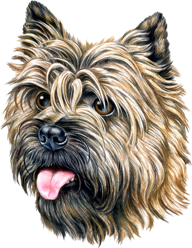 Cairn Terrier Doggie Tank